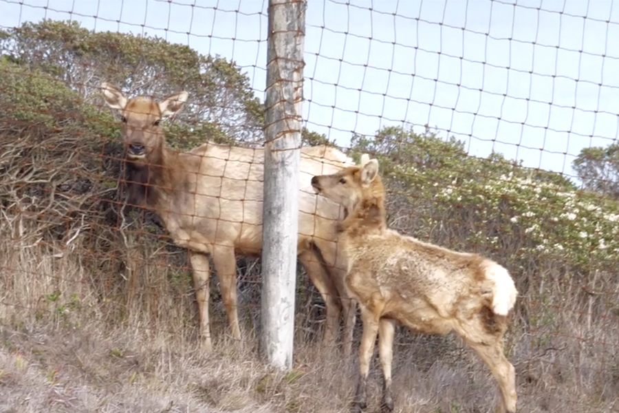 The fence erected by the Park Service somehow separates a fawn from its mother.