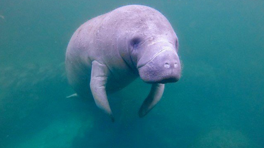 manatee