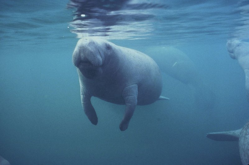 Florida manatee (Trichechus manatus latirostrus).