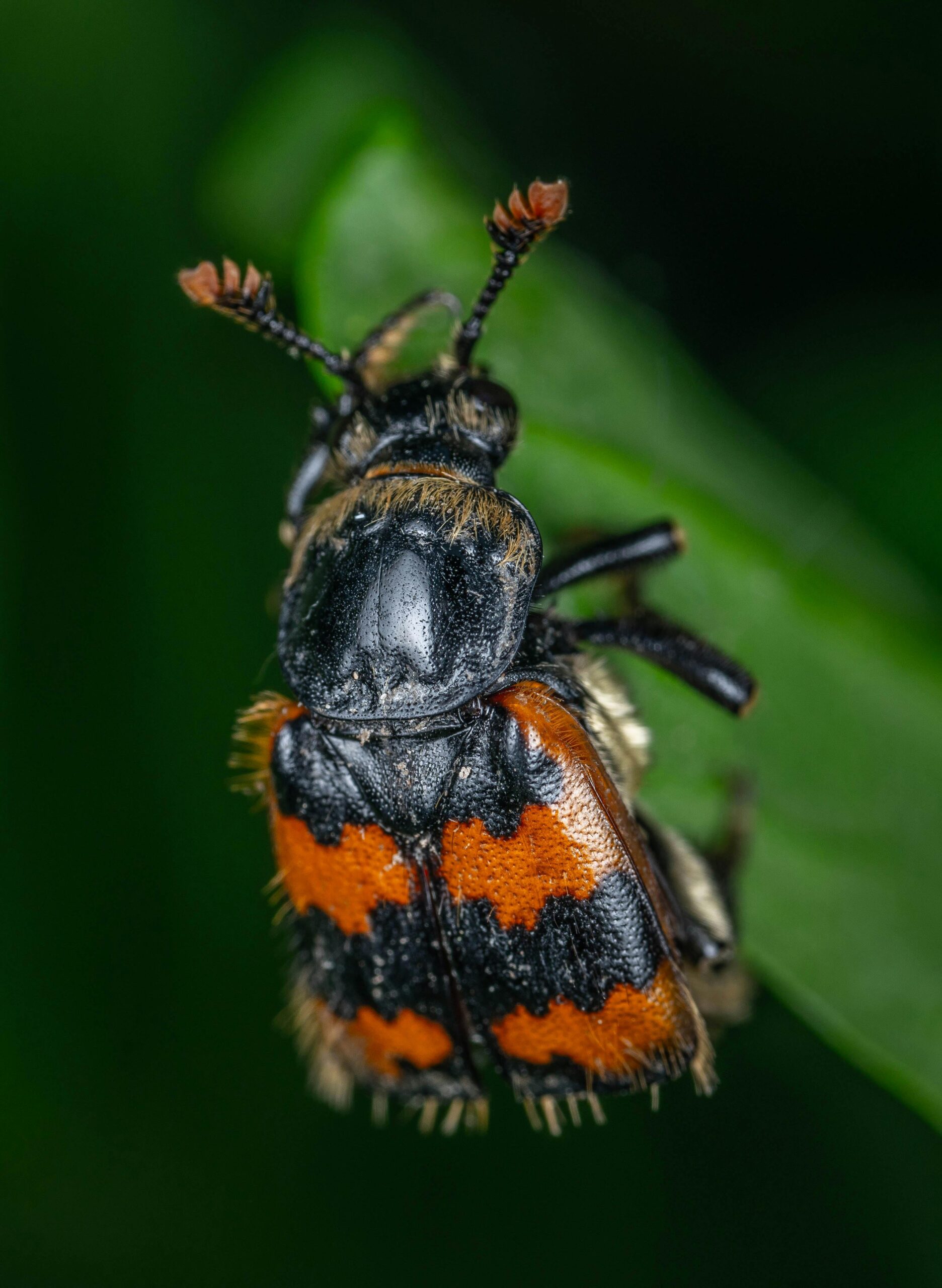 Black and orange beetle