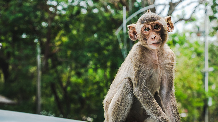 Baby Macaque