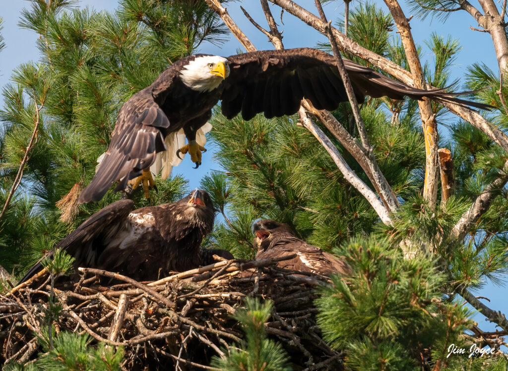 eagle flying through a tree over two other eagles