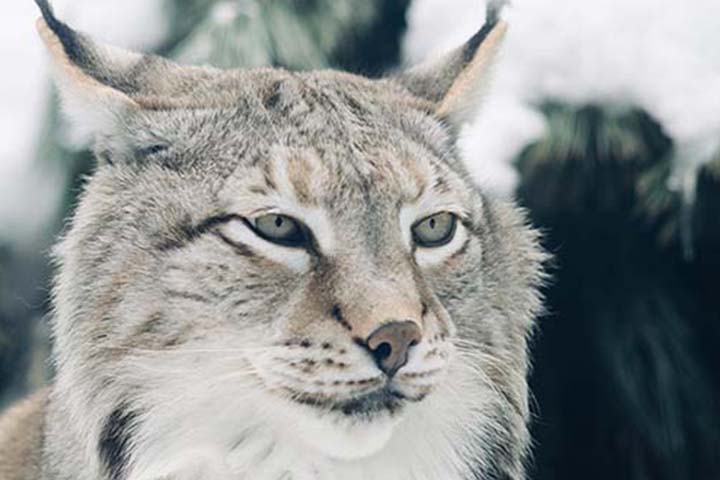 Canada Lynx