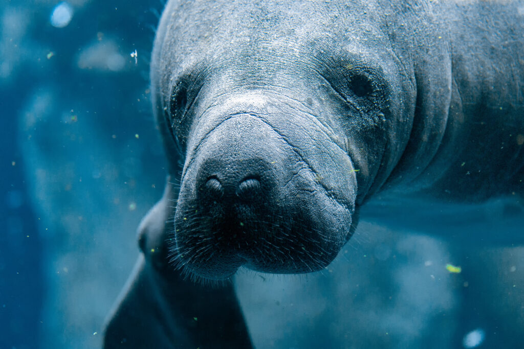 manatee