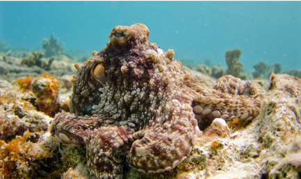 octopus that looks like coral