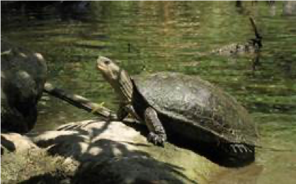 turtle on a rock