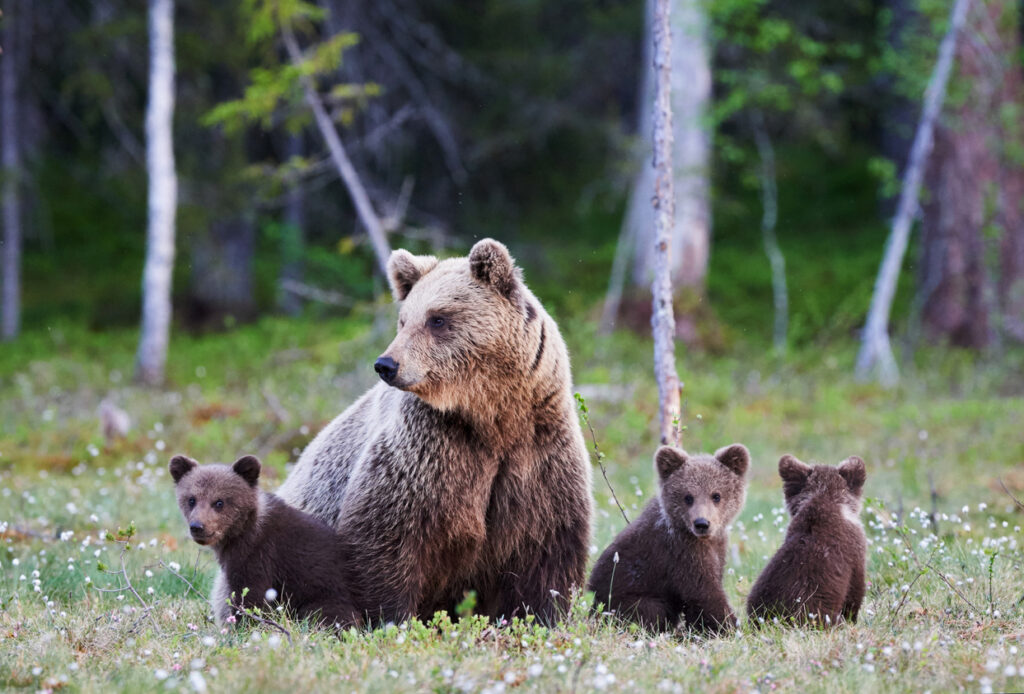 big bear with three bear cubs