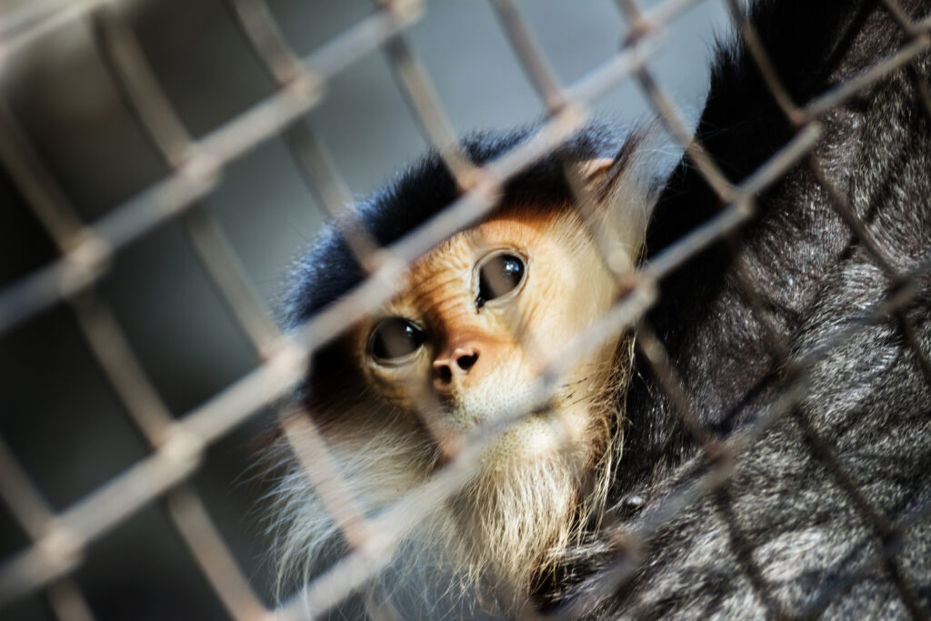 Monkey's face behind a fence.