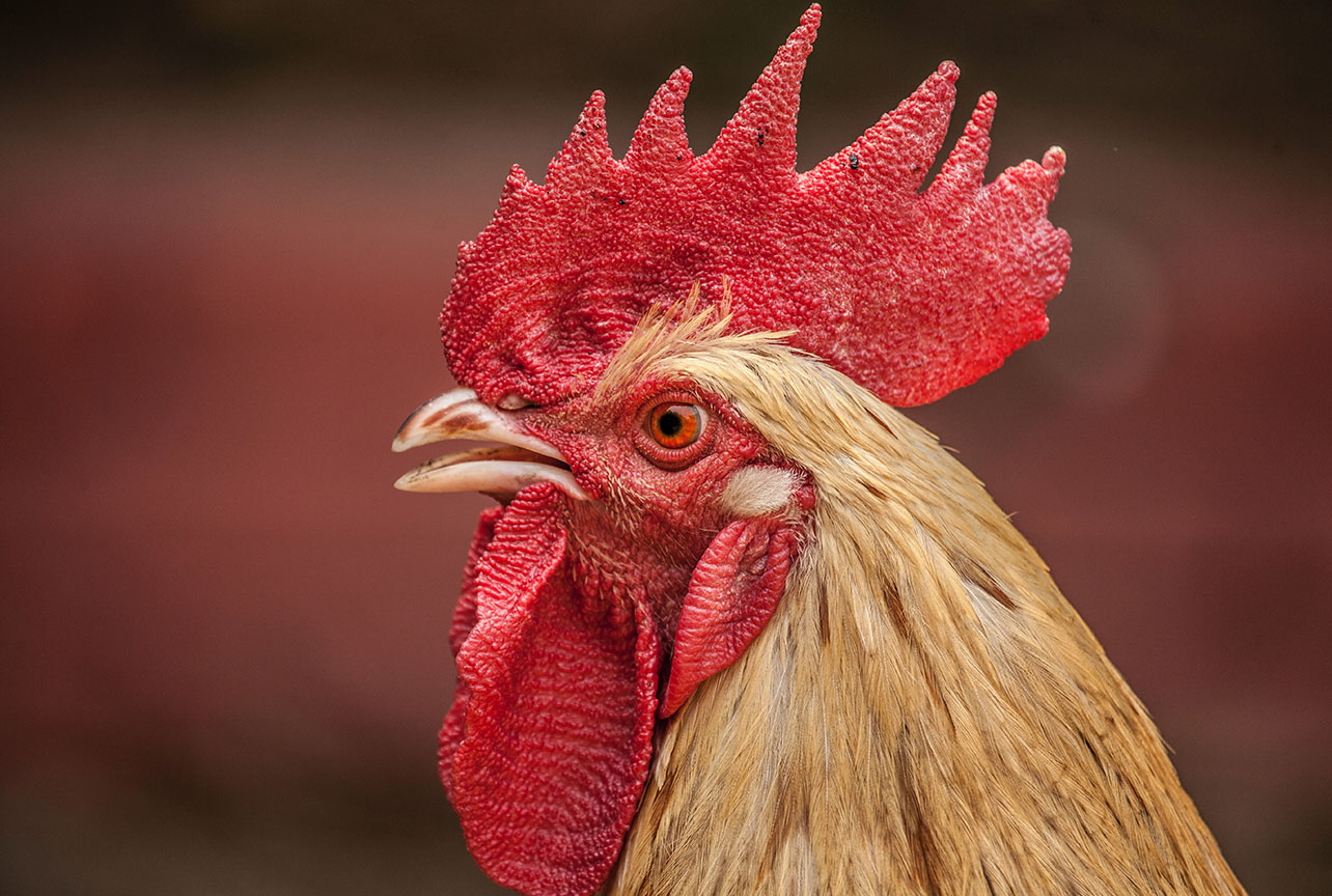 close up of a rooster's head