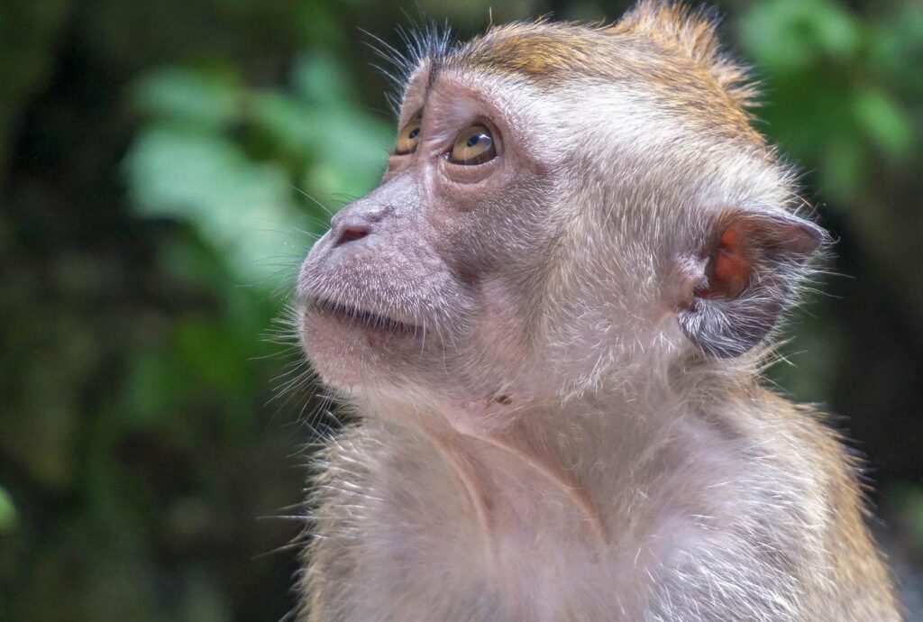 Close up of the face of a small monkey