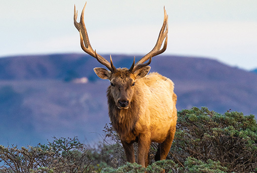 photo of elk with big horns